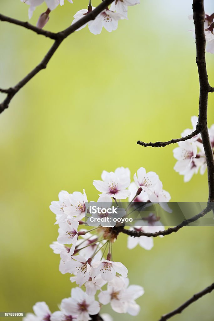 桜の花 - アウトフォーカスのロイヤリティフリーストックフォト