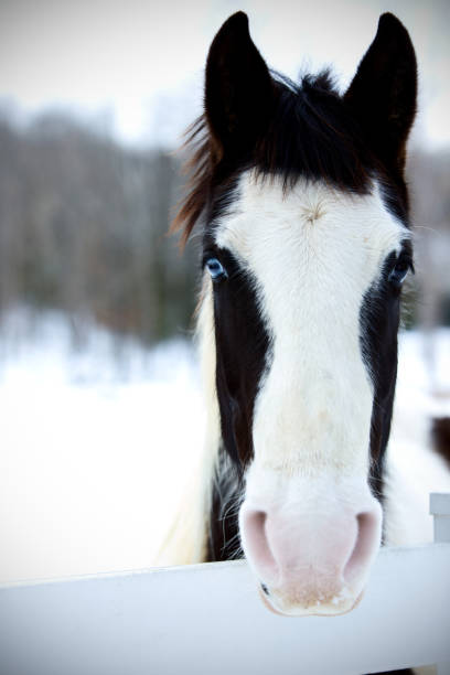 istock equine series winter pasture horses 157559985