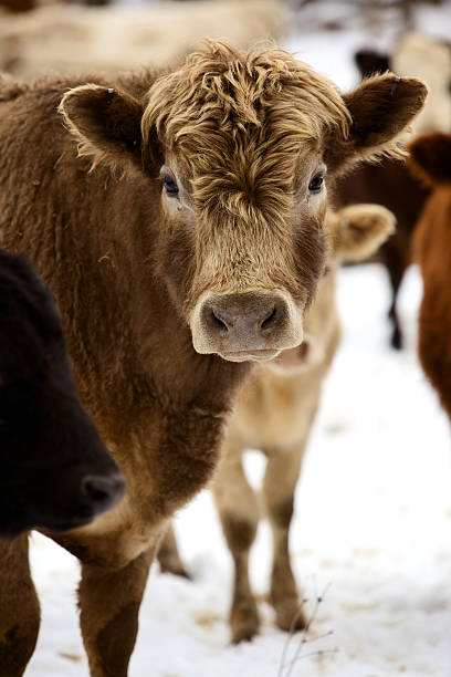 inverno efectivos bovinos série - herford imagens e fotografias de stock