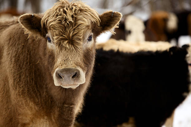 herd of brown cows walking in barn fence in snow in winter, dairy farming concept, switzerland cattle