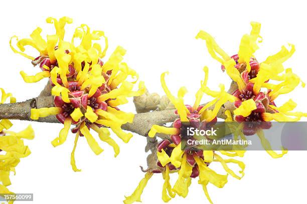 Witch Hazel Isolated On White Stock Photo - Download Image Now