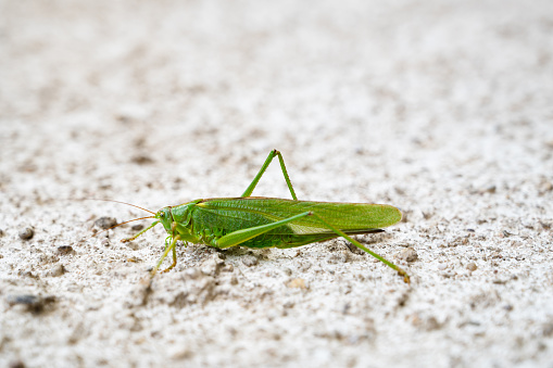 Green grasshopper, cricket insect crawling a wall, bush-cricket Tettigonia viridissima