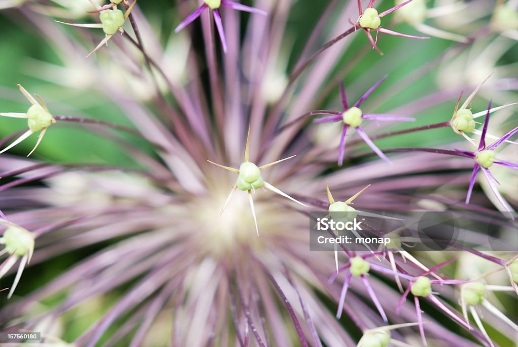 Alium, close-up-Star de Persia, - Foto de stock de Aire libre libre de derechos