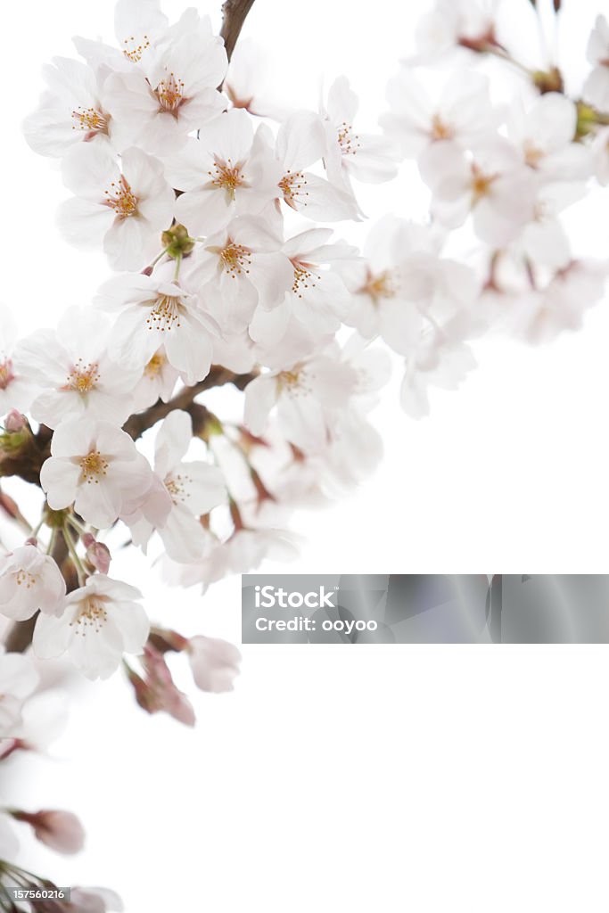 Blanco cerezos en flor - Foto de stock de Flor de cerezo libre de derechos