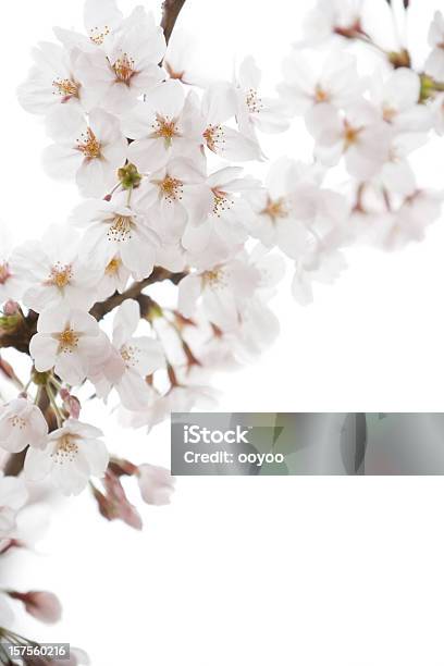 Białe Kwiaty Wiśni - zdjęcia stockowe i więcej obrazów Kwiat wiśni - Kwiat wiśni, Neutralne tło, Białe tło