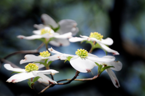 Blooming dogwood tree in springtime.
