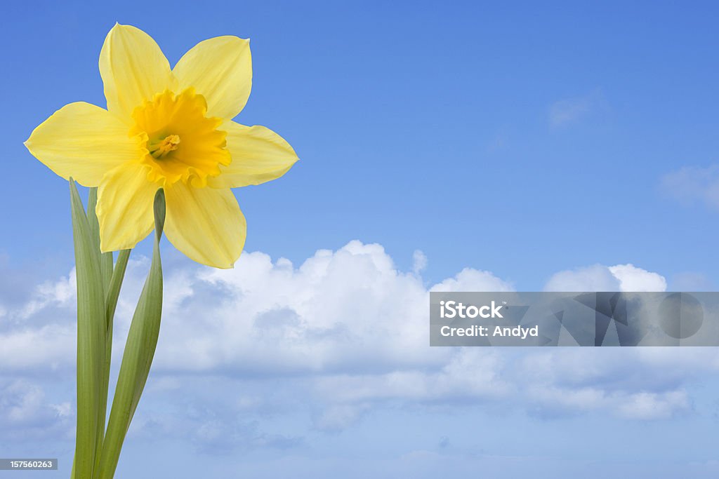 Narciso na primavera - Foto de stock de Amarelo royalty-free
