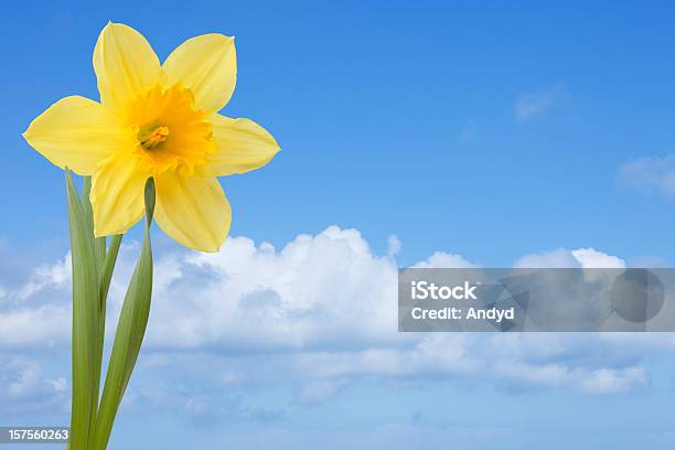 Foto de Narciso Na Primavera e mais fotos de stock de Amarelo - Amarelo, Azul, Beleza natural - Natureza