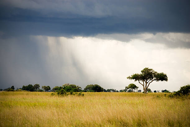 Vertical landscape with lonely tree during rainy season in Serengeti Tanzania, East Africa