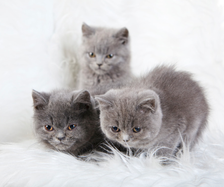 Three Gray Brittish kitens on the white fur