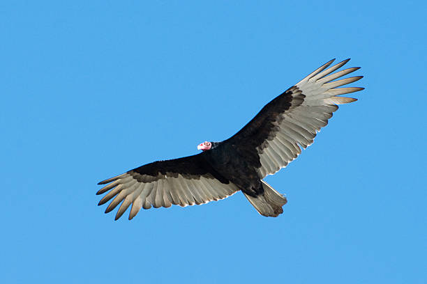 istock turkey vulture flying against clear blue sky 157560411