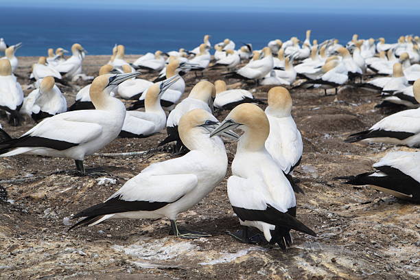 Two Adult Gannets in a Large Colony stock photo