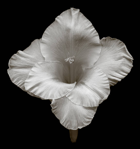 gladiola blanco - gladiolus single flower isolated white fotografías e imágenes de stock