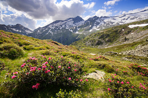тироль горы - european alps tirol rhododendron nature стоковые фото и изображения