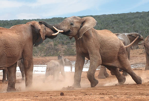 słoń bitwa - wild game zdjęcia i obrazy z banku zdjęć