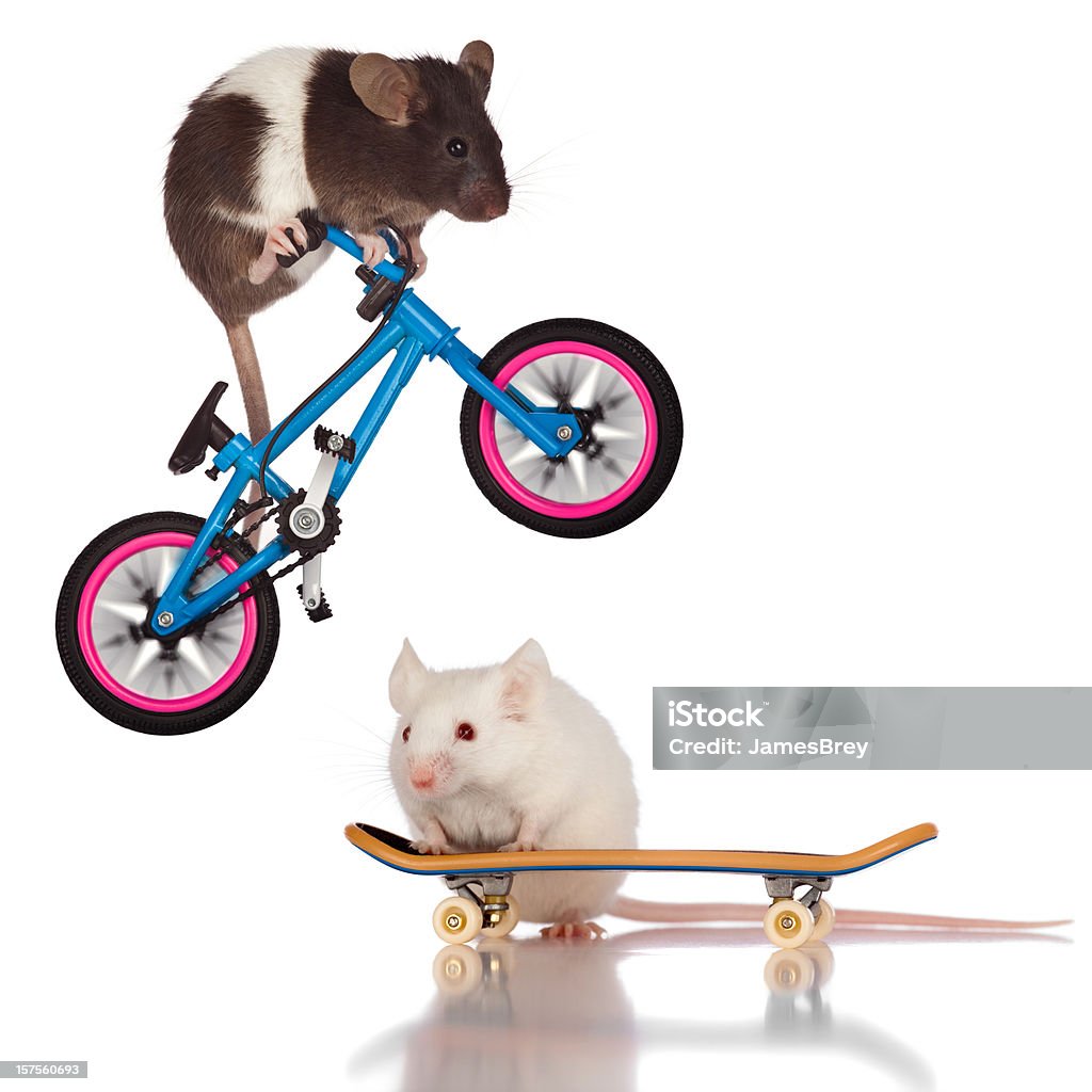 Acrobazia Mouse; bicicletta di equitazione Mouse saltare su skateboard amico - Foto stock royalty-free di Sfondo bianco