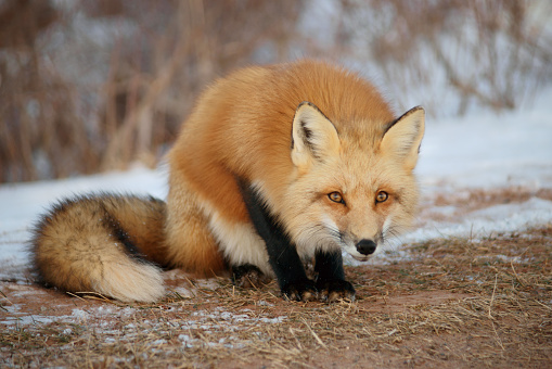 An alert red fox crouched and looking intently, ready to spring into action. This wild fox is one of many on Prince Edward Island, Canada.