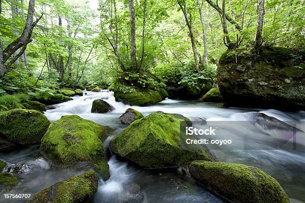 Woodland Corrente - Fotografias de stock e mais imagens de Ao Ar Livre - Ao Ar Livre, Corrente - Água corrente, Dia