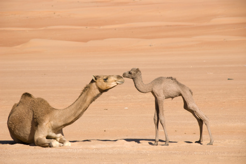 two camels with their noses together in the desert
