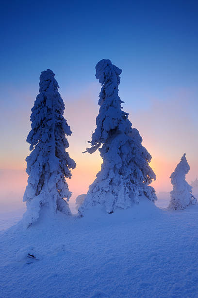 istock Wild Winter Landscape at Dawn, Spruce Trees Covered by Snow 157560784