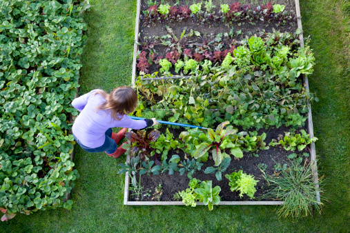 Overhead shot of a woman weeding raised beds in a vegetable garden with a blue handled hoe. Strawberry patch, carrots, lettuce, salad plants, beetroot, radish, onions, chive, chard and kale.