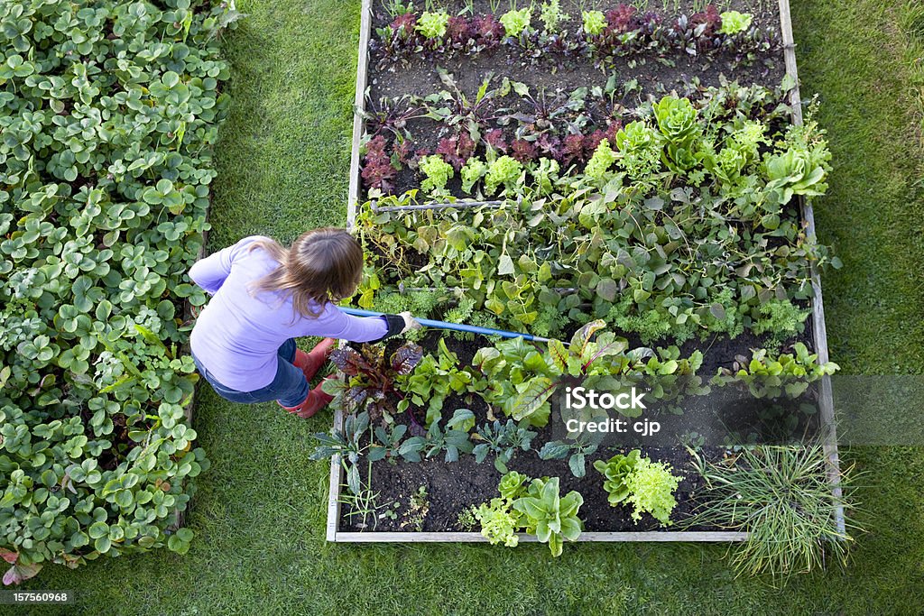 Weeding Veg Patch Gardener from Overhead Overhead shot of a woman weeding raised beds in a vegetable garden with a blue handled hoe. Strawberry patch, carrots, lettuce, salad plants, beetroot, radish, onions, chive, chard and kale. Vegetable Garden Stock Photo