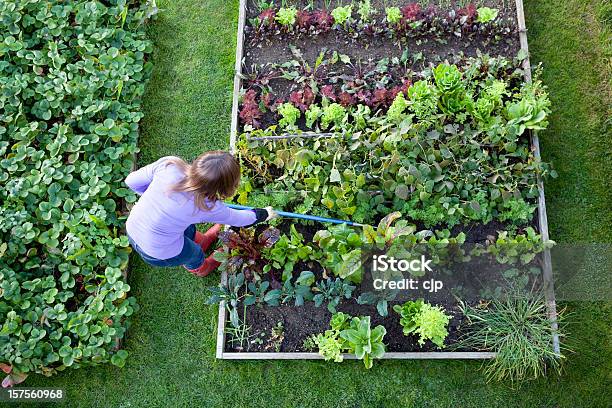 Weeding Veg Patch Gardener From Overhead Stock Photo - Download Image Now - Vegetable Garden, Community Garden, Aerial View
