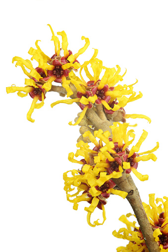 Isatis tinctoria L. Brassicaceae. Yellow flowers background.