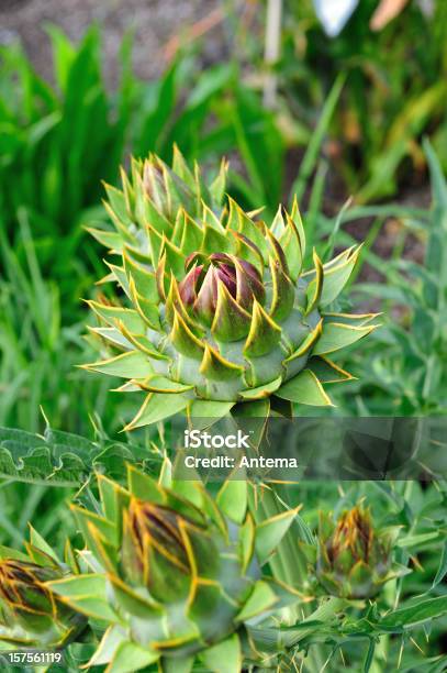 Artichoke Stock Photo - Download Image Now - Jerusalem Artichoke, Plant, Agriculture