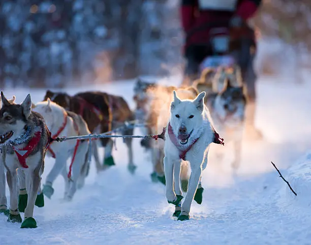 Dogsled team nearing a checkpoint in the Beargrease dogsled race, Two Harbors, Minnesota.