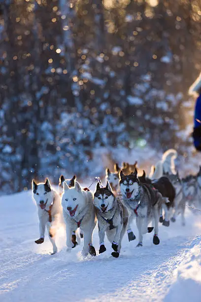 Dogsled team nearing a checkpoint in the Beargrease dogsled race, Two Harbors, Minnesota. Nice copy space above the dogs.