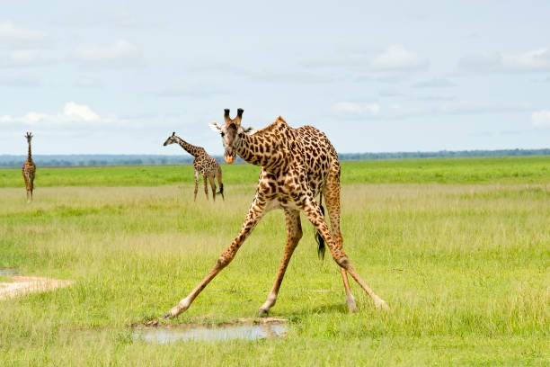 istock Giraffe is spreading the legs to drink water 157561295