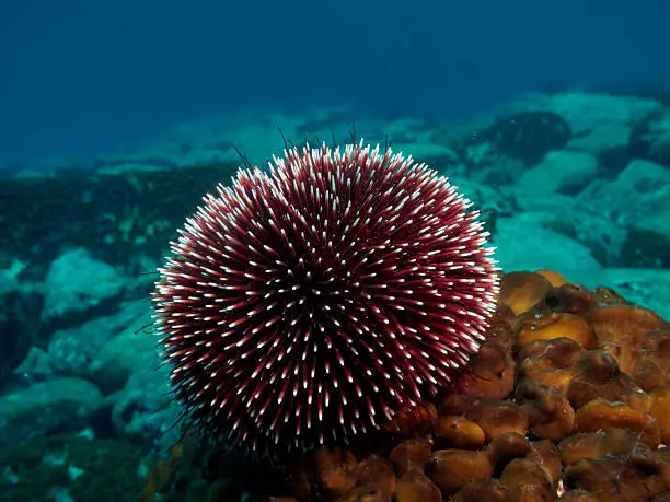 Underwater , Sea Urchin (Echinoderm)