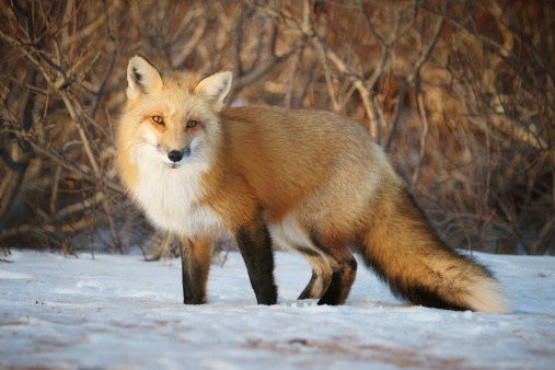 A red fox looking towards the camera. This wild fox is one of many on Prince Edward Island, Canada.