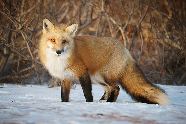 Red Fox looking towards the camera. A red fox looking towards the camera. This wild fox is one of many on Prince Edward Island, Canada. red fox stock pictures, royalty-free photos & images