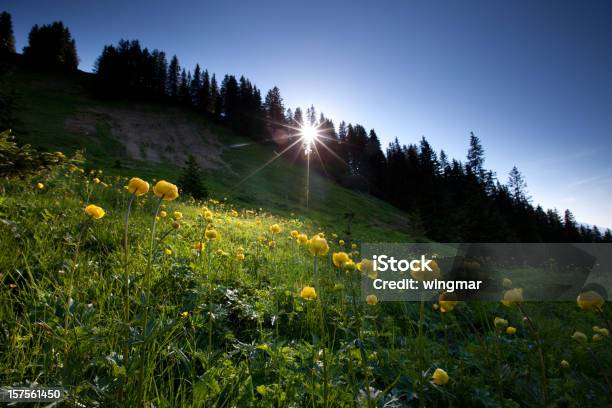 메도 Of Globeflower In 화면조명 금매화속에 대한 스톡 사진 및 기타 이미지 - 금매화속, 알프스 산맥, 0명