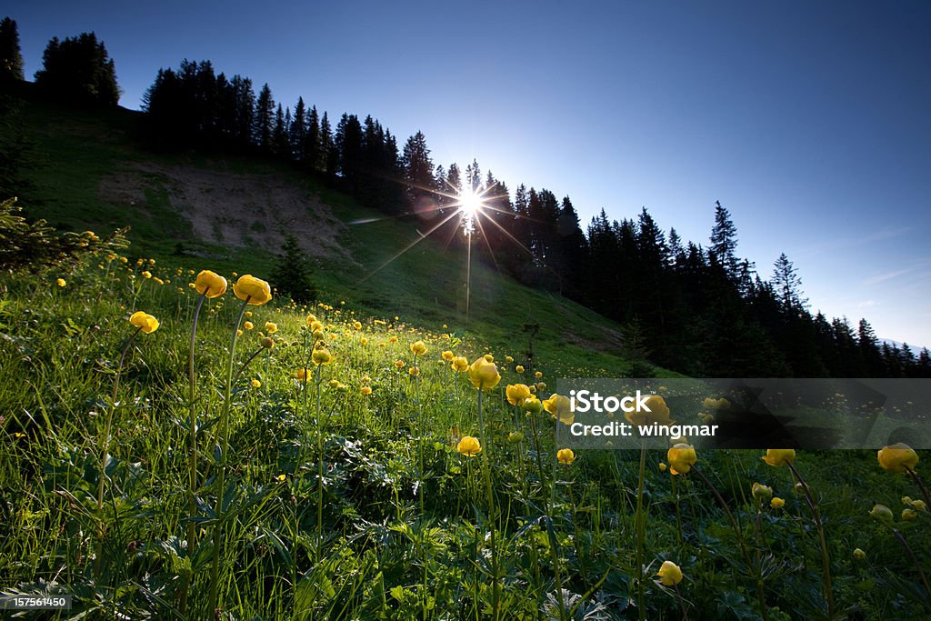 Łąka z globeflower w podświetlenie - Zbiór zdjęć royalty-free (Alpy)