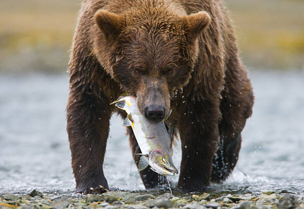 istock Grizzly Bear with Salmon 157561491