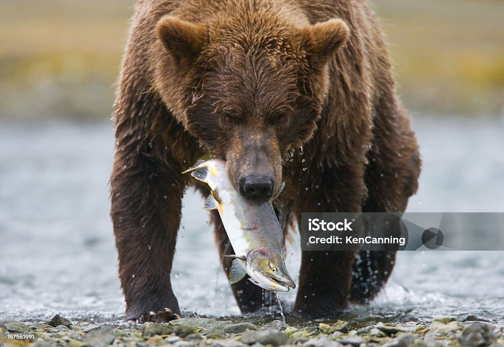 Grizzly Bear com Salmão - Royalty-free Alasca Foto de stock