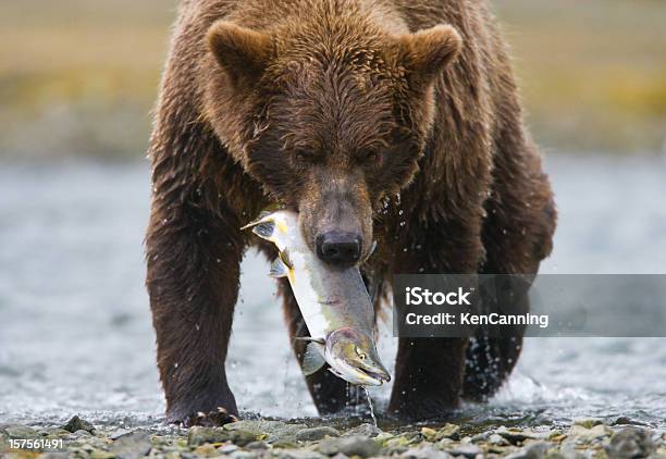 Grizzly Bear Com Salmão - Fotografias de stock e mais imagens de Alasca - Alasca, Alimentar, Amarelo