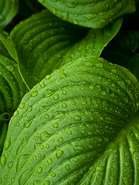 Close-up of leaves with dew drops leaf and raindrops hosta photos stock pictures, royalty-free photos & images