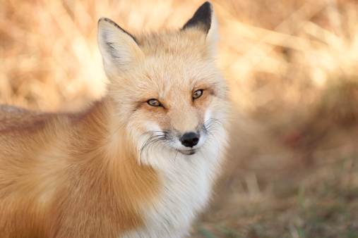 A glamourous portrait of a  red fox. This wild fox is one of many on Prince Edward Island, Canada.