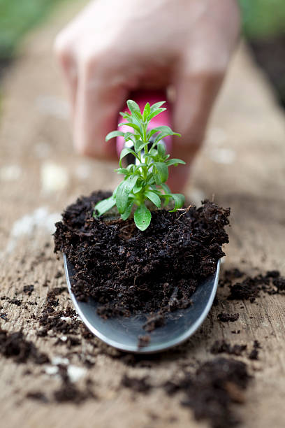 istock Planting Seedling with Hand Trowel 157561686