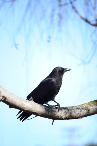 Crow (or Raven) standing on the branch.