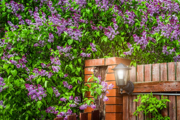 istock Big bush of lilac 1575617915