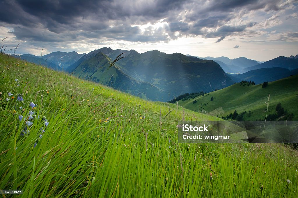 summer alpine meadows - Lizenzfrei Reutte Stock-Foto
