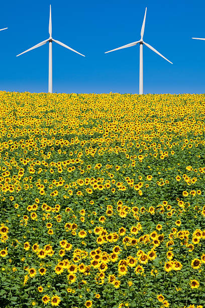 Wind turbines over a beautiful sunflowers field.