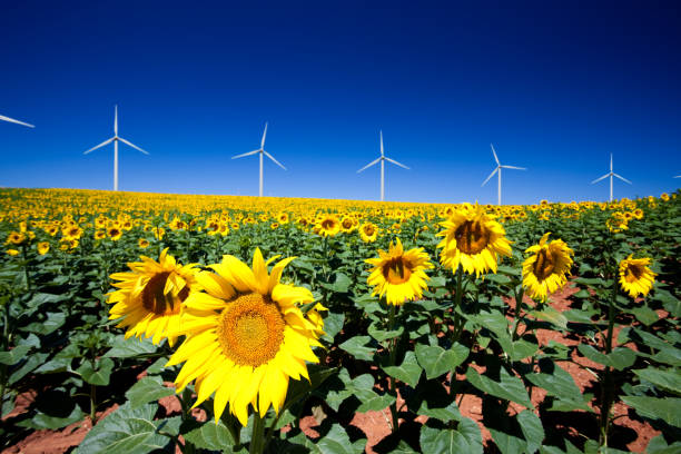 istock Wind turbines and sunflowers 157562139
