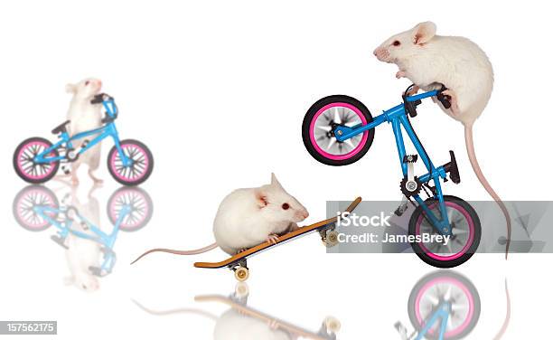 Blanco Ratones Preform Acrobacia Y Temeridad Trucos En Bicicleta Monopatín Foto de stock y más banco de imágenes de Animal