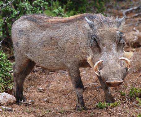 Warthog animal . Phacochoerus  savannah wild animal